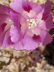 Clarkia williamsonii