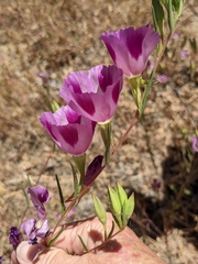 Clarkia williamsonii