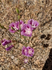 Clarkia williamsonii