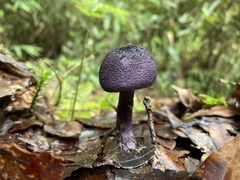 Cortinarius