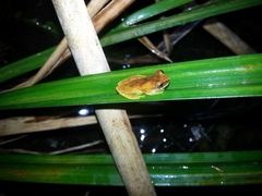 Dendropsophus werneri