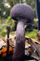 Cortinarius
