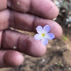 Leptosiphon liniflorus