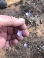 Leptosiphon liniflorus