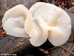 Aleurodiscus vitellinus