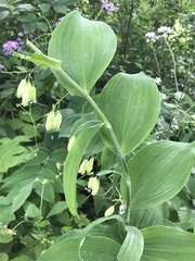 Polygonatum biflorum
