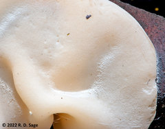 Aleurodiscus vitellinus