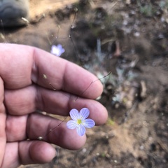 Leptosiphon liniflorus