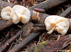 Aleurodiscus vitellinus