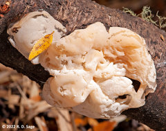 Aleurodiscus vitellinus