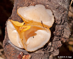 Aleurodiscus vitellinus