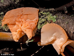 Aleurodiscus vitellinus