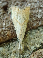 Haimbachia placidellus