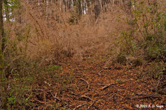 Aleurodiscus vitellinus