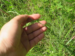 Symphyotrichum estesii