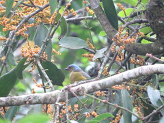 Phoradendron crassifolium