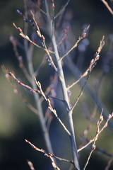 Salix daphnoides