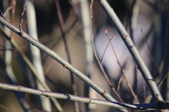 Salix daphnoides