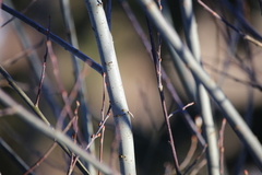 Salix daphnoides
