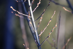 Salix daphnoides