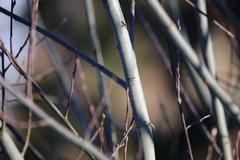 Salix daphnoides
