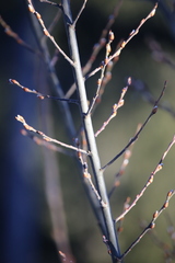Salix daphnoides