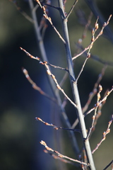 Salix daphnoides