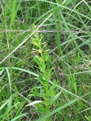 Lysimachia terrestris
