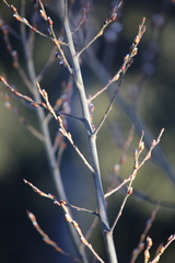 Salix daphnoides