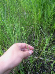 Hypericum denticulatum