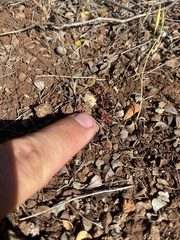 Chorizanthe aphanantha