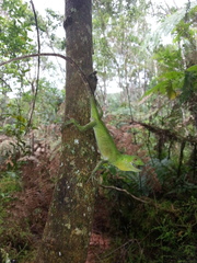 Enyalius iheringii