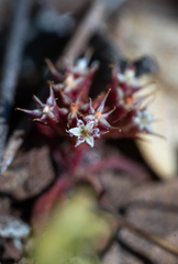 Chorizanthe aphanantha
