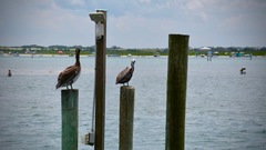 Pelecanus occidentalis