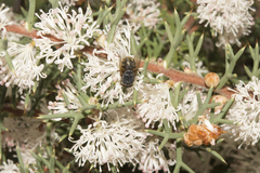 Calliphora albifrontalis