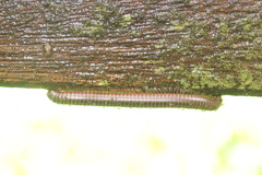 Leptogoniulus sorornus