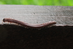 Leptogoniulus sorornus