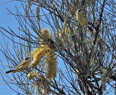 Ptilotula keartlandi