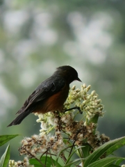 Conirostrum rufum