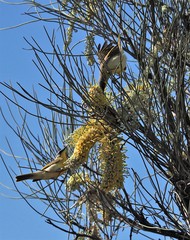 Ptilotula keartlandi
