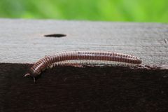 Leptogoniulus sorornus