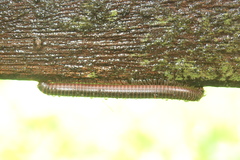 Leptogoniulus sorornus