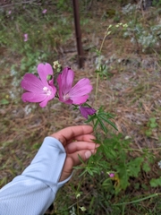 Sidalcea asprella