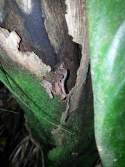 Ischnocnema henselii