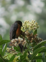 Conirostrum rufum