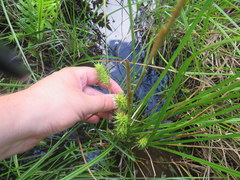 Carex bullata