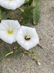 Lasioglossum sisymbrii