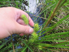 Carex bullata