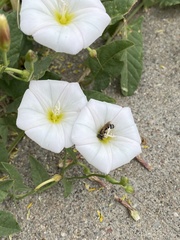 Lasioglossum sisymbrii