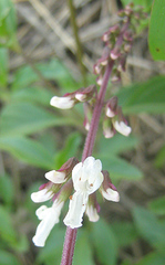 Orthosiphon schimperi